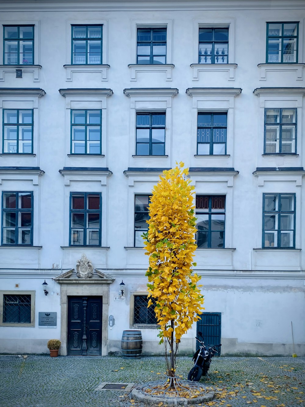 yellow flowers in front of blue and white concrete building