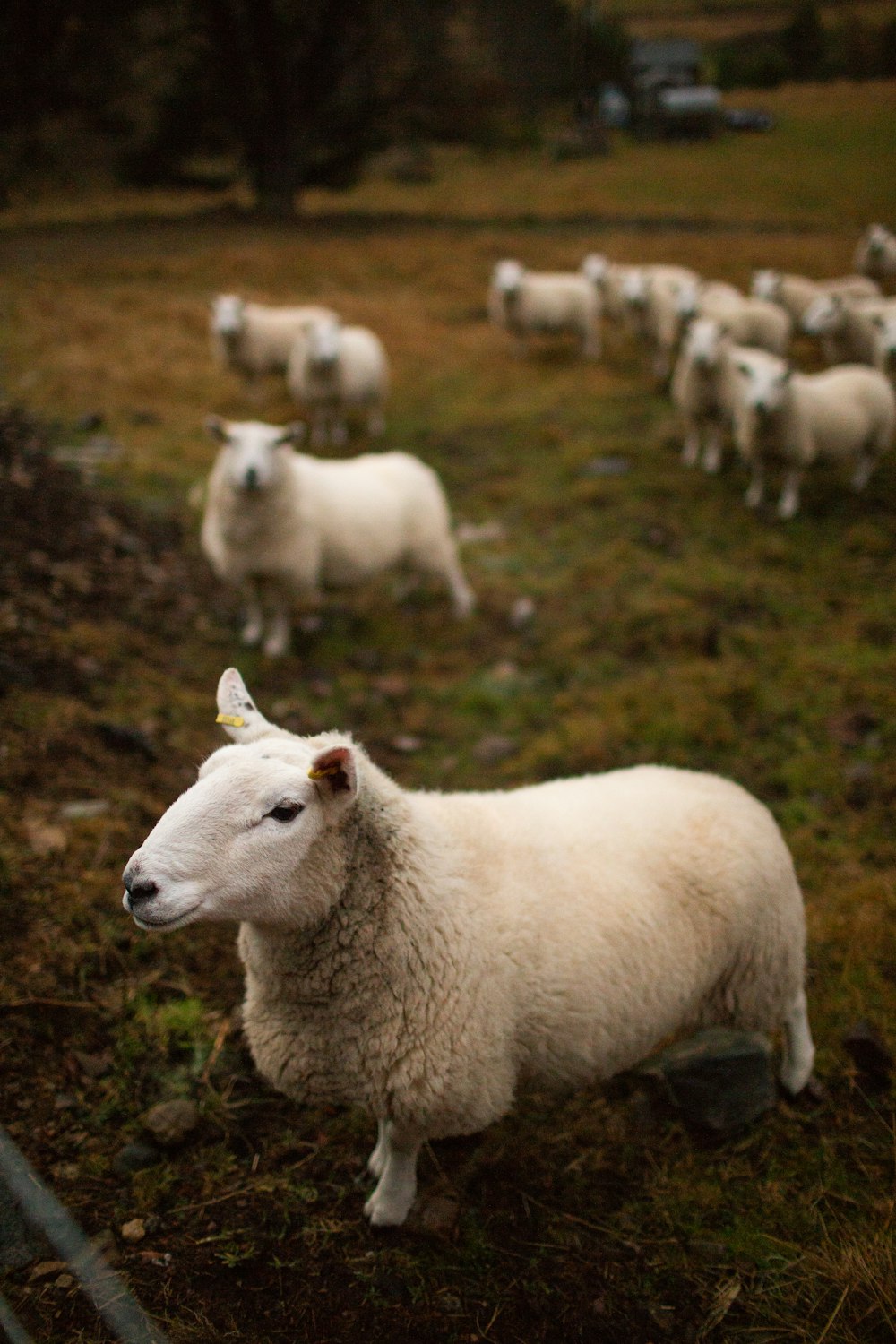 昼間の緑の芝生の上の白い羊