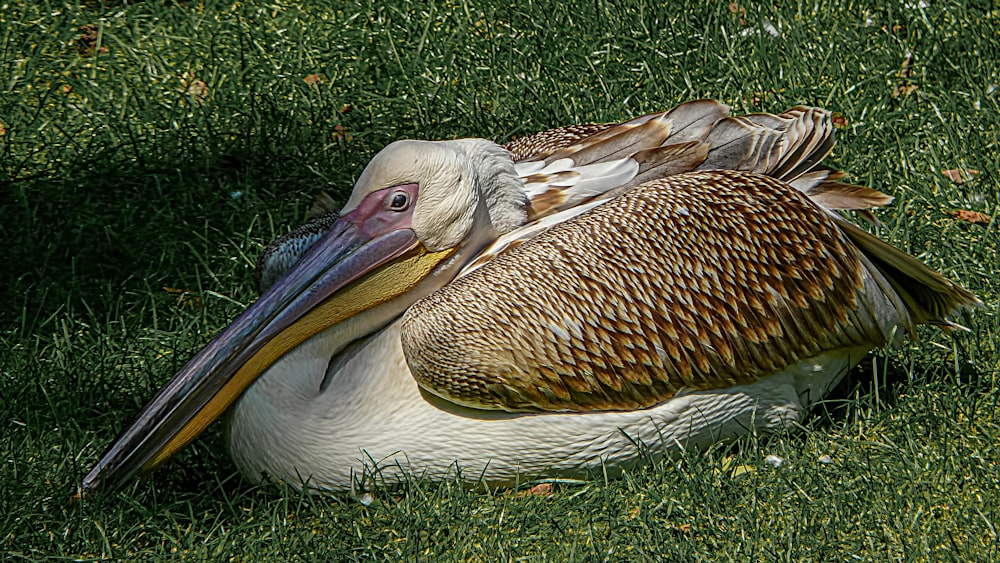 white pelican on green grass during daytime