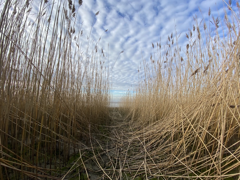 brown grass under blue sky during daytime