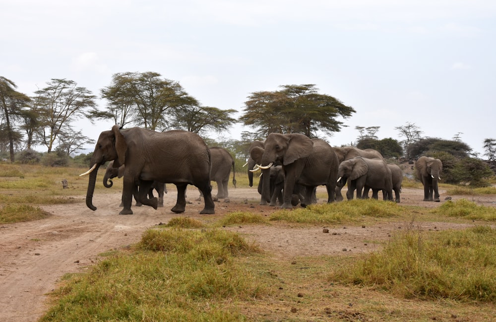 낮 동안 갈색 들판을 걷는 코끼리 그룹