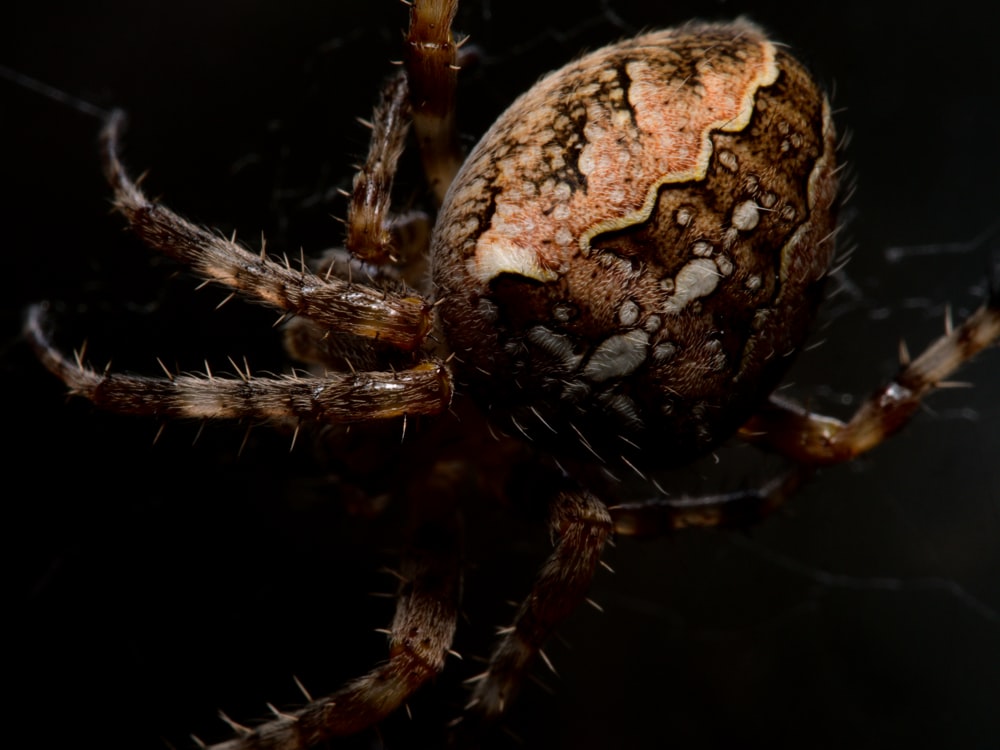 brown and black spider on web