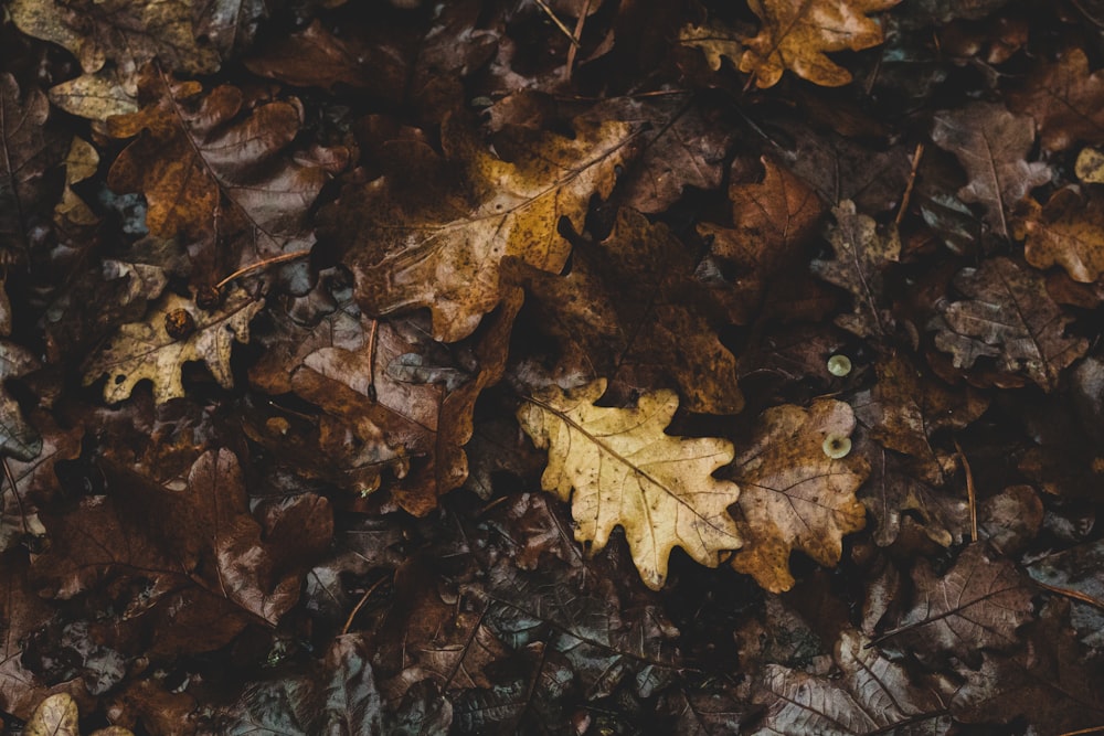 brown maple leaf on ground