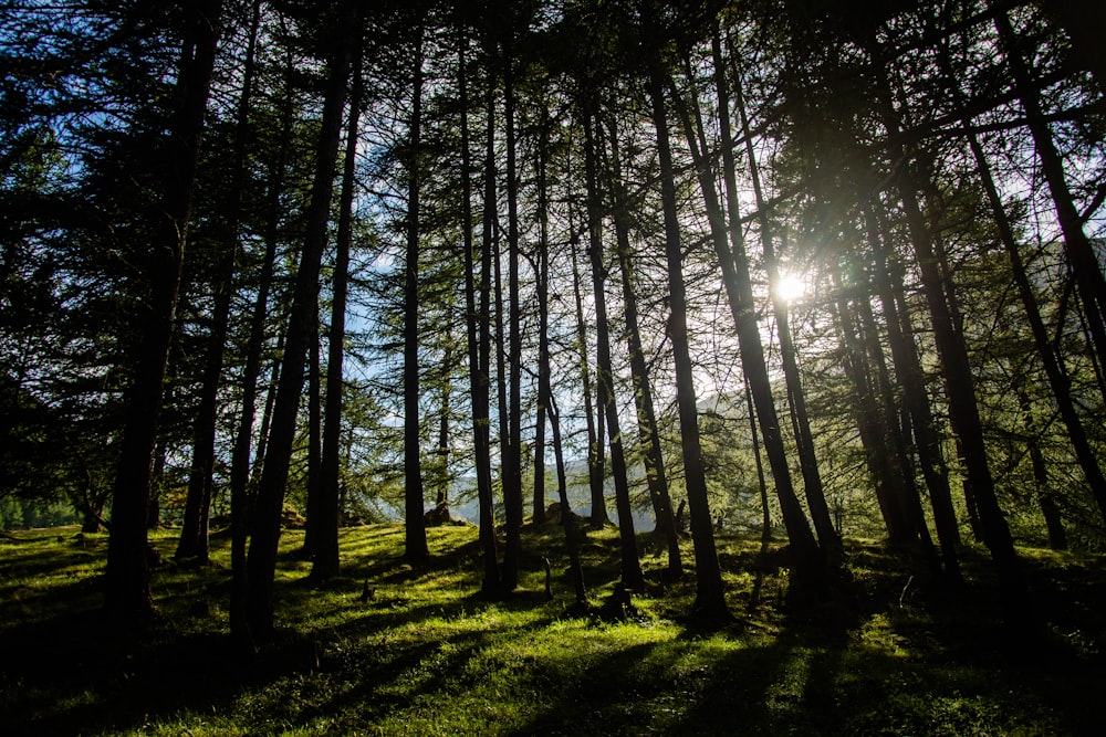 green grass field with trees during daytime