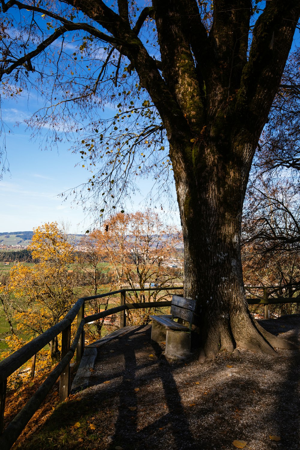 Panchina di legno marrone vicino agli alberi marroni sotto cielo blu durante il giorno