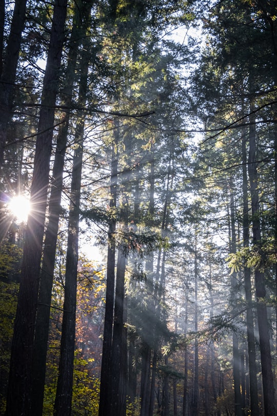 sun rays coming through green trees in Vitosha Bulgaria