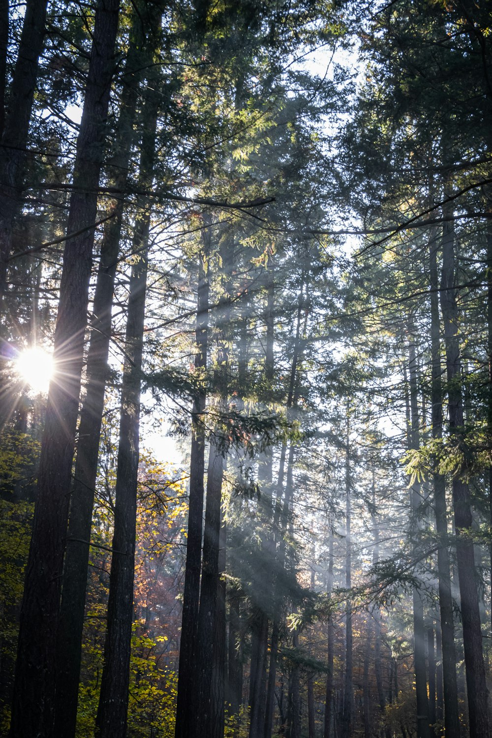 sun rays coming through green trees