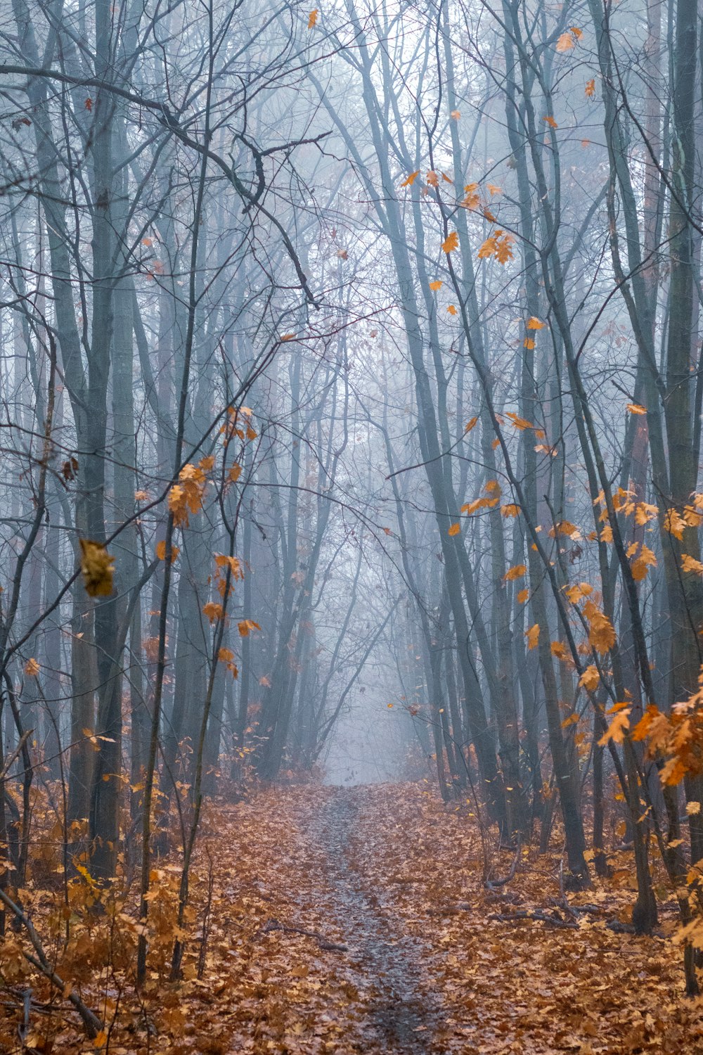 brown dried leaves on ground