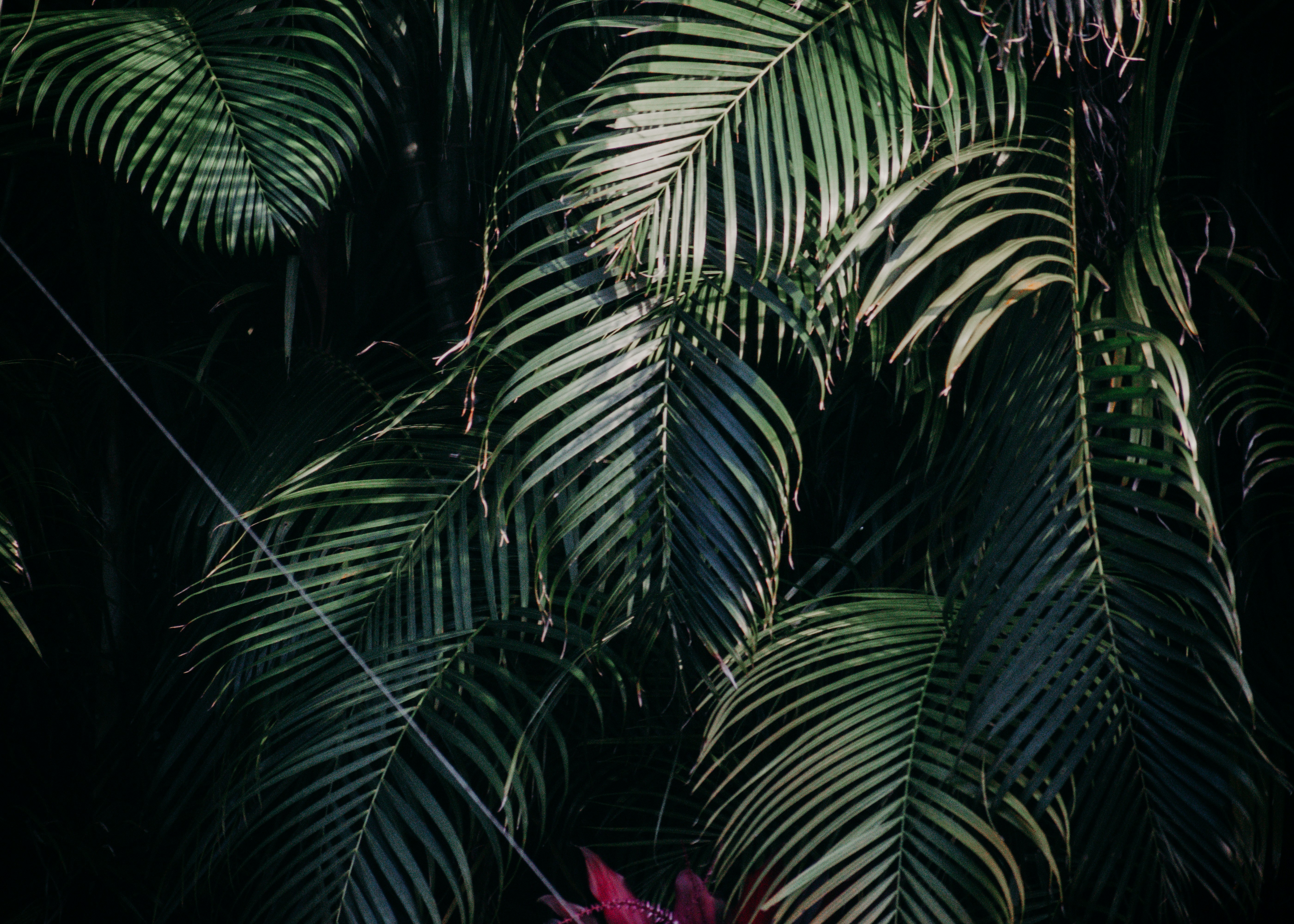 Photo by averycocozziello