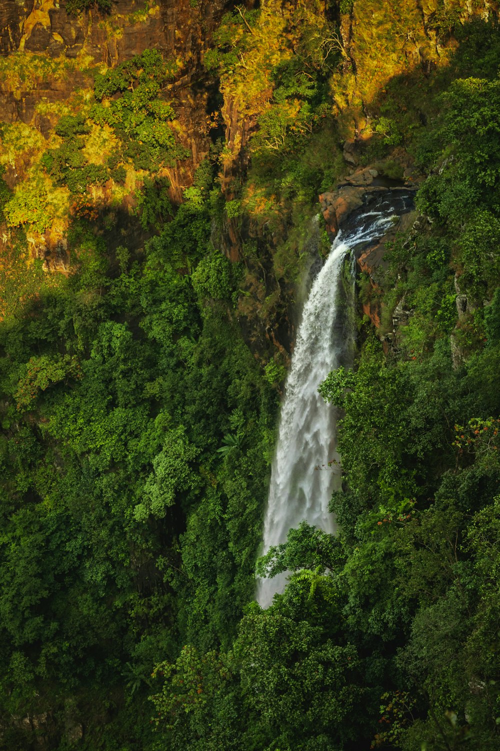 waterfalls in the middle of forest during daytime