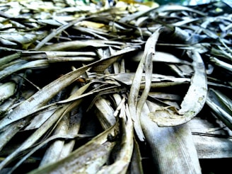 A close-up image of products made from recycled plant materials.