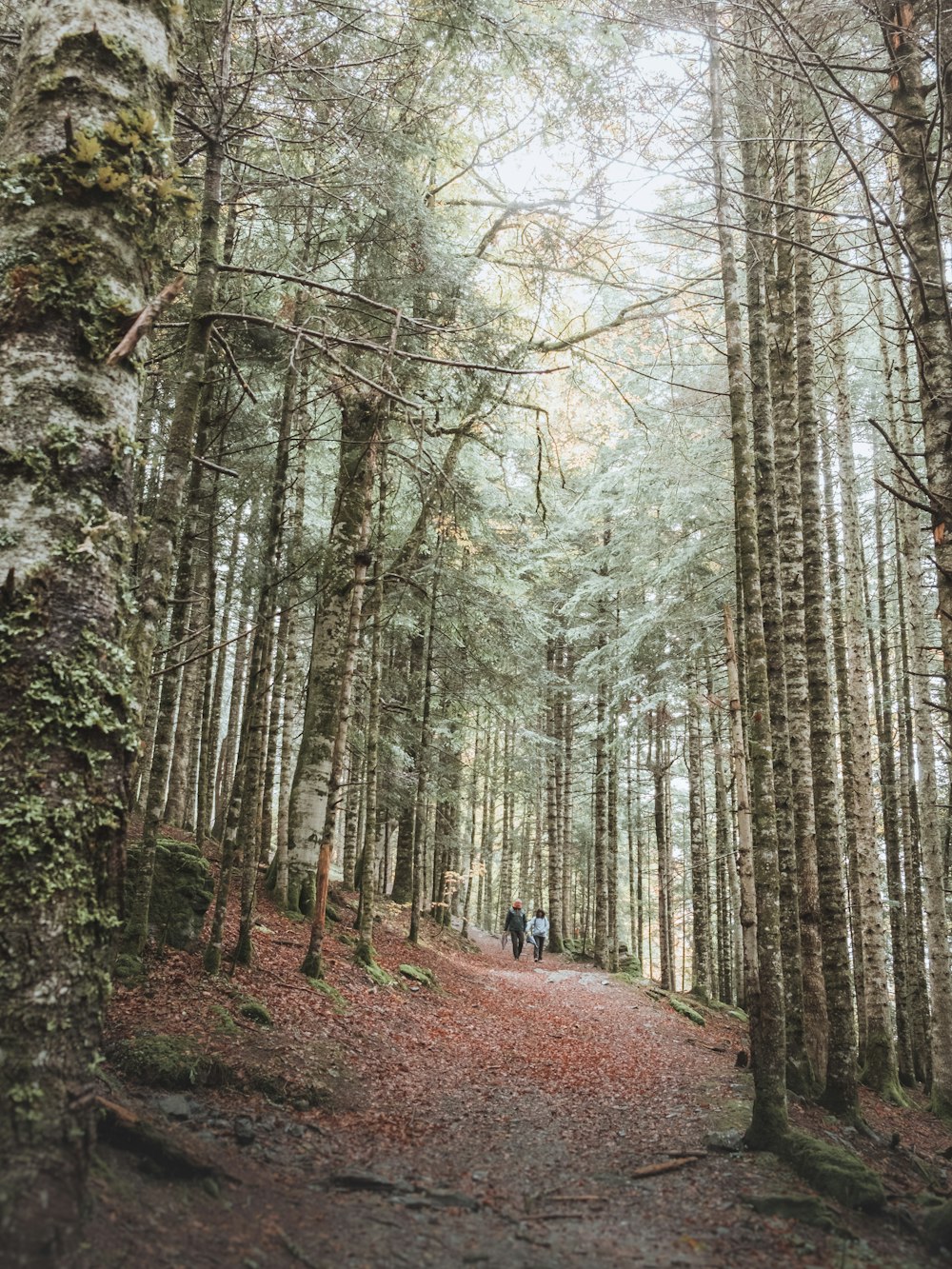 person in black jacket walking on pathway between trees during daytime