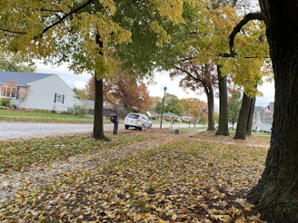 Seasonal cleanup in progress with leaves being raked and removed from a suburban lawn.