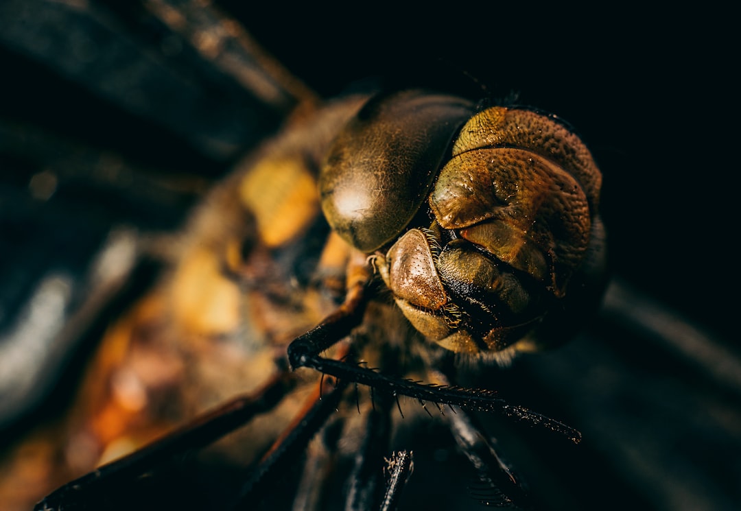 brown and black insect on brown stick