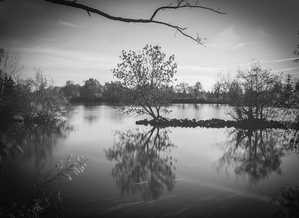 grayscale photo of trees near lake