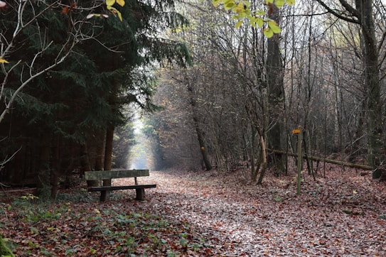A serene forest pathway covered in fallen leaves on a crisp autumn day. The path is lined with tall trees, both bare and evergreen, creating a canopy of branches. A wooden bench sits along the path, inviting rest and contemplation. Soft light filters through the trees, casting a gentle glow on the ground.