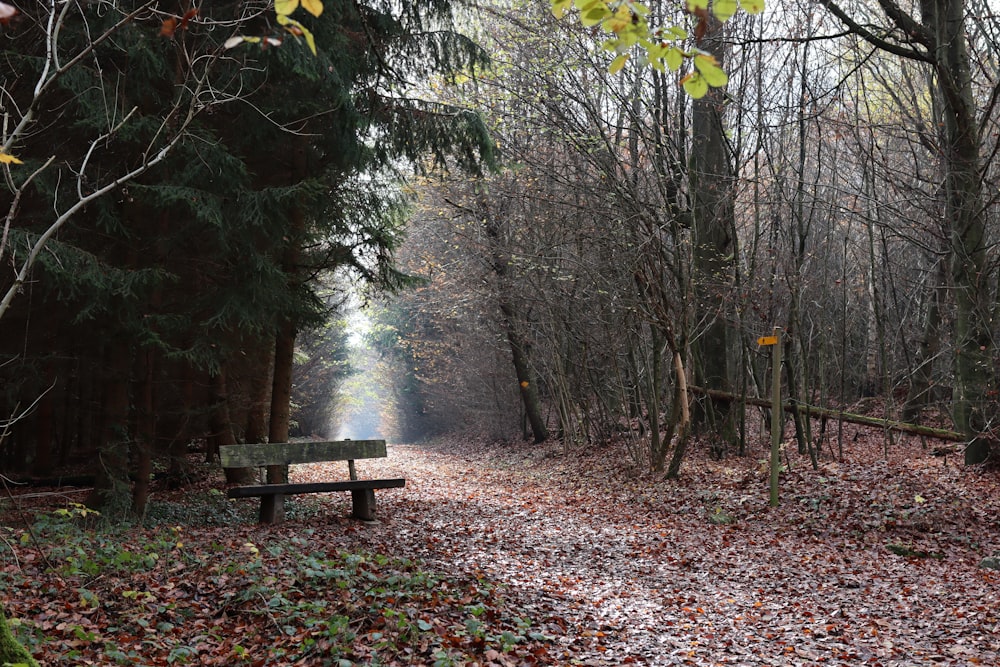 brown wooden bench surrounded by trees