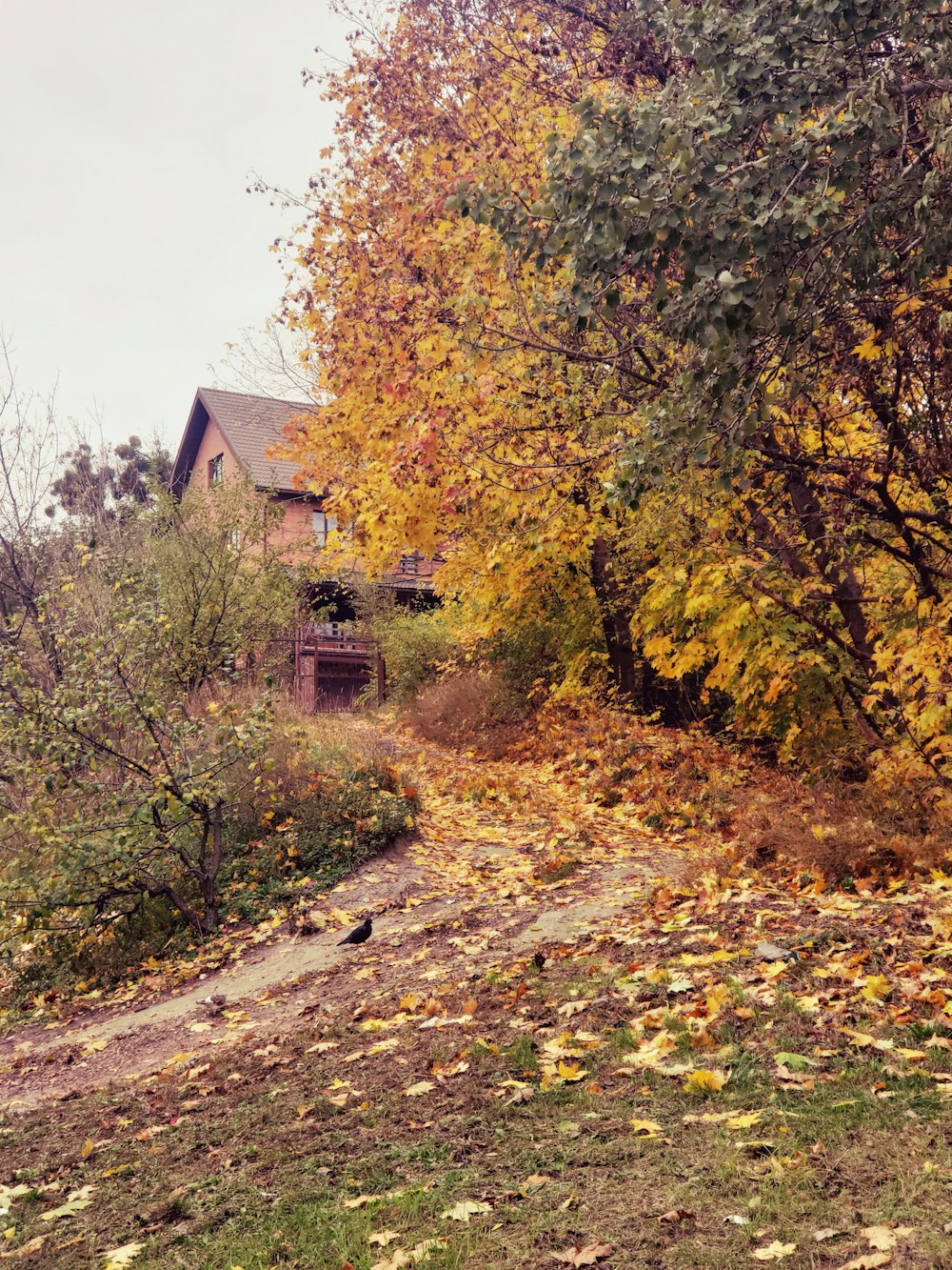árvores marrons e verdes ao lado da casa marrom durante o dia