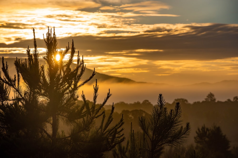 silhouette of trees during sunset