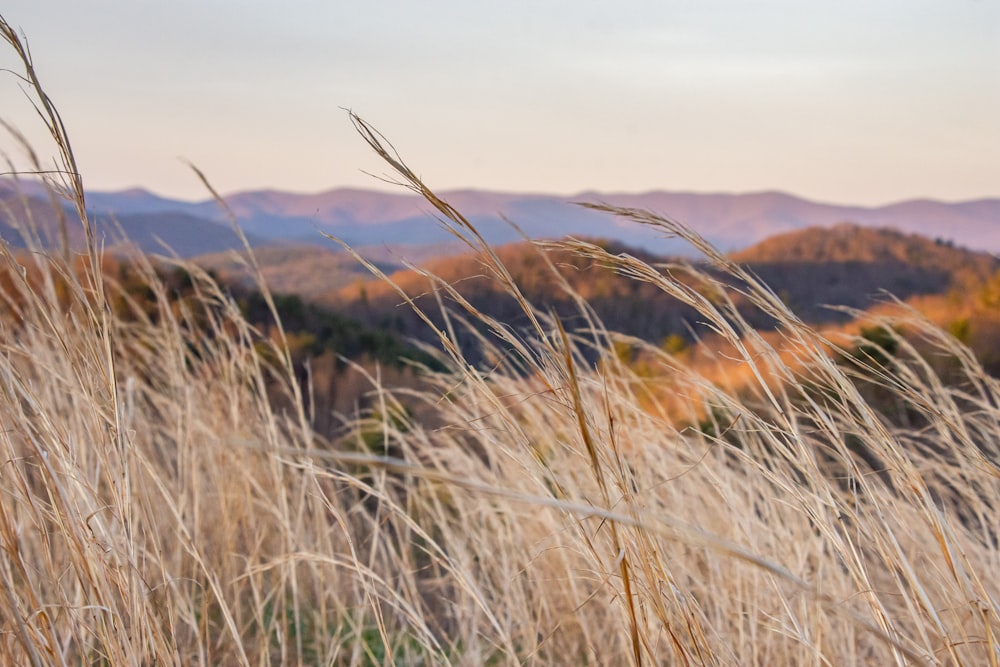 brown grass field near brown mountain during daytime