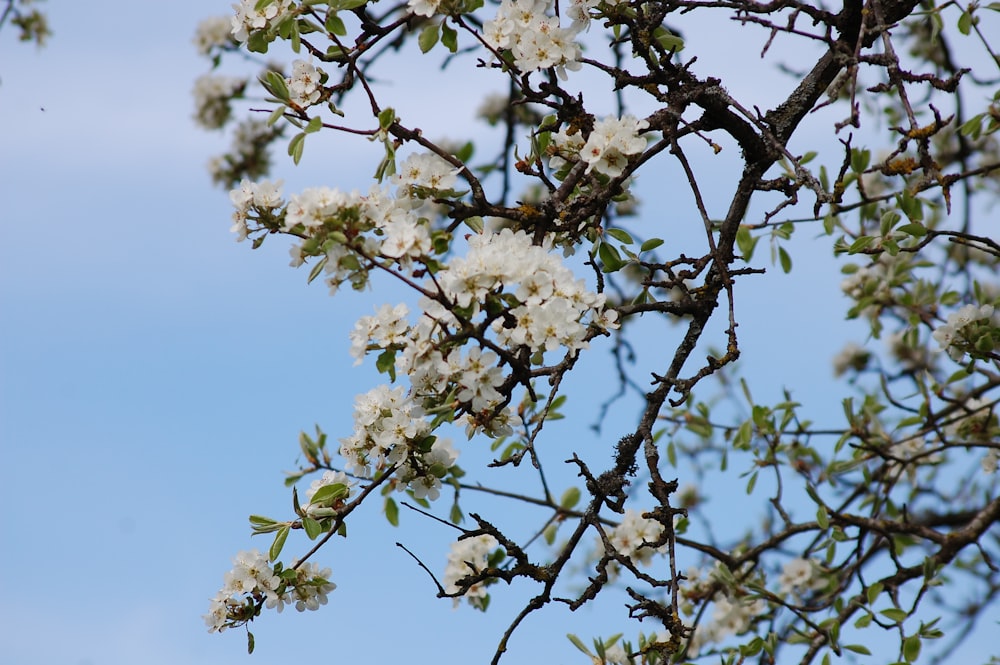 white flowers under blue sky during daytime