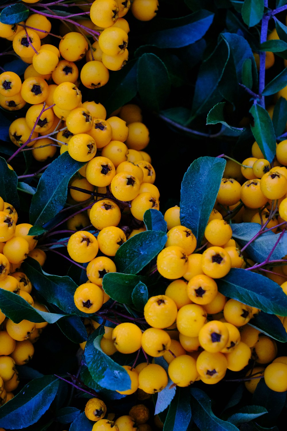 frutos redondos amarillos sobre hojas verdes
