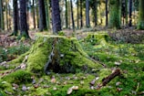 green moss on tree trunk