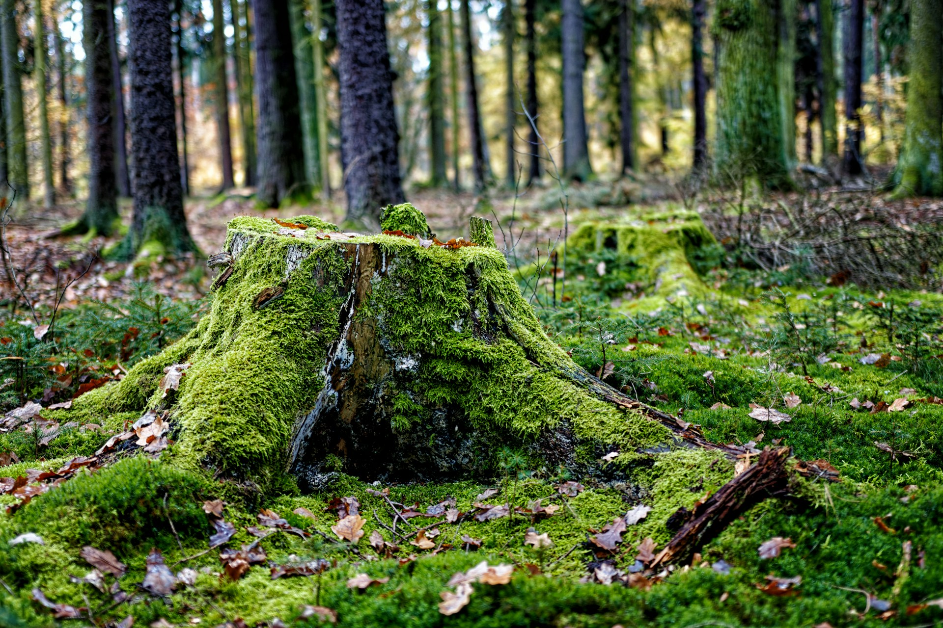 green moss on tree trunk