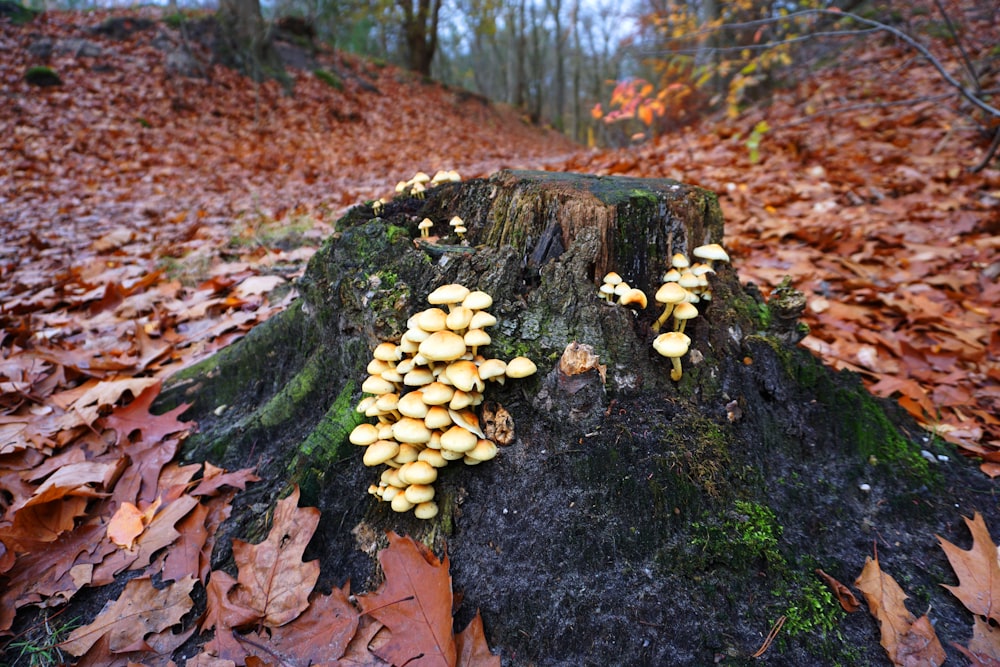 white mushrooms on black tree trunk