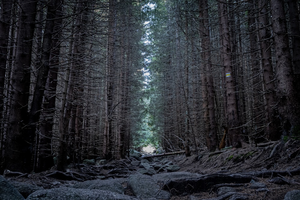 brown trees on forest during daytime