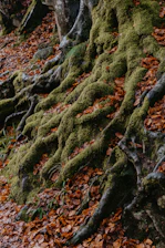 green and red plant on brown soil