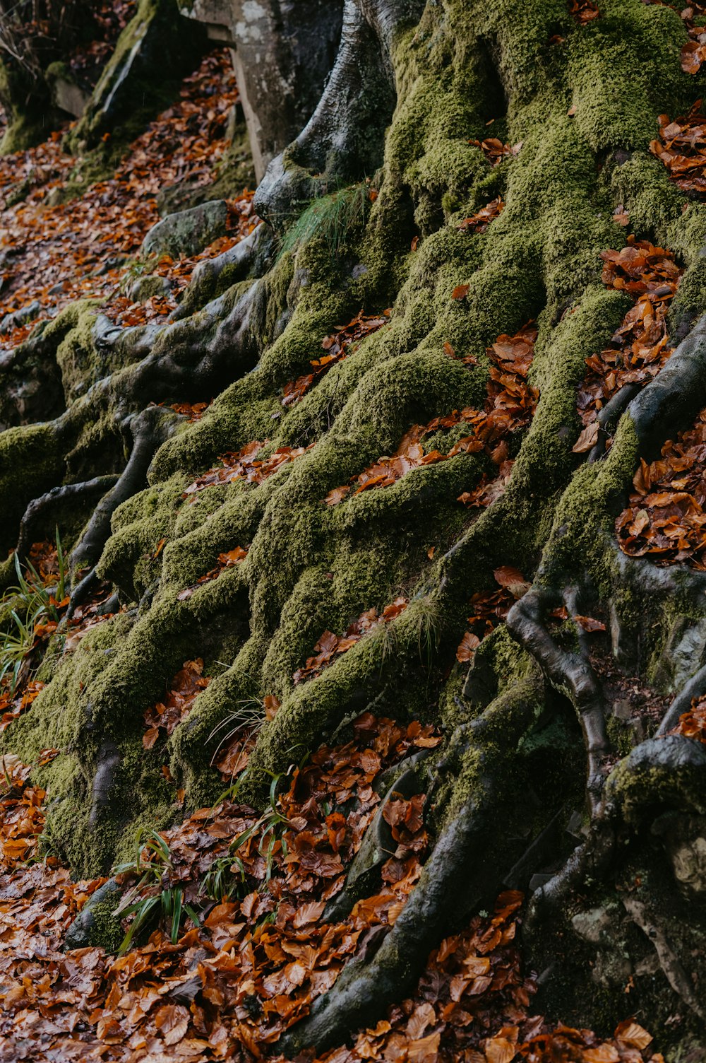 pianta verde e rossa su terreno marrone