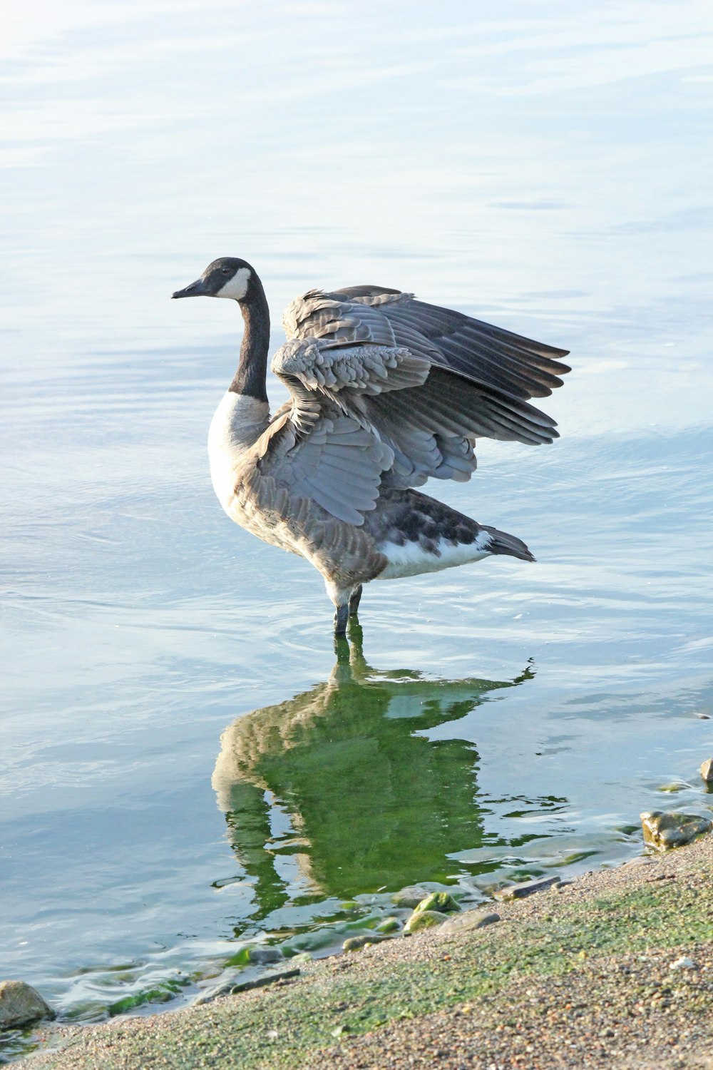 black and white duck on water during daytime