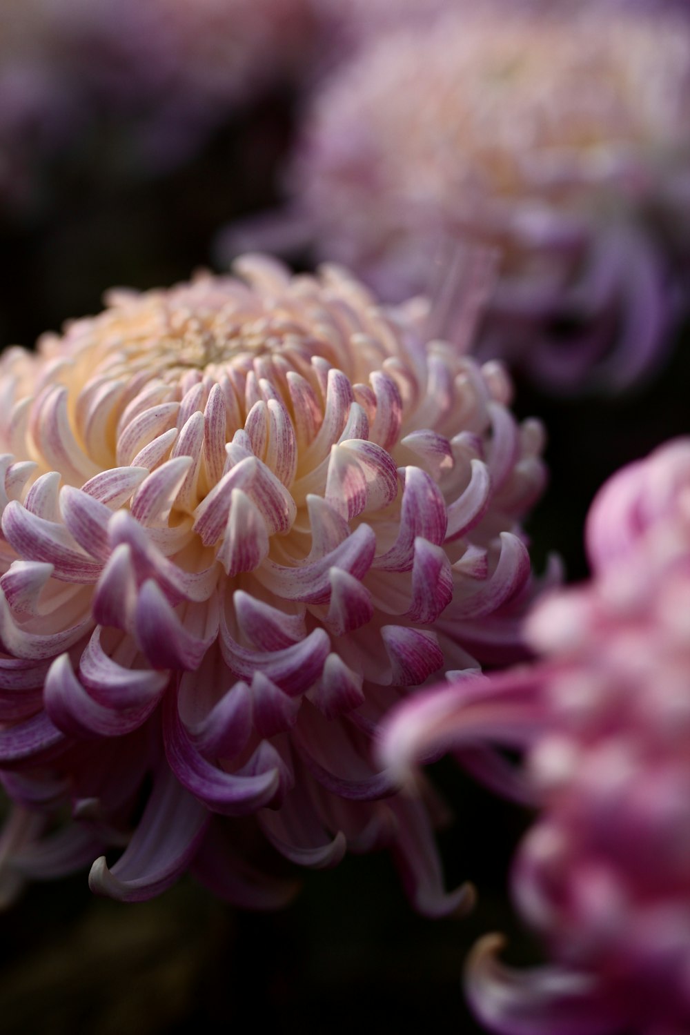 マクロ撮影のピンクと白の花