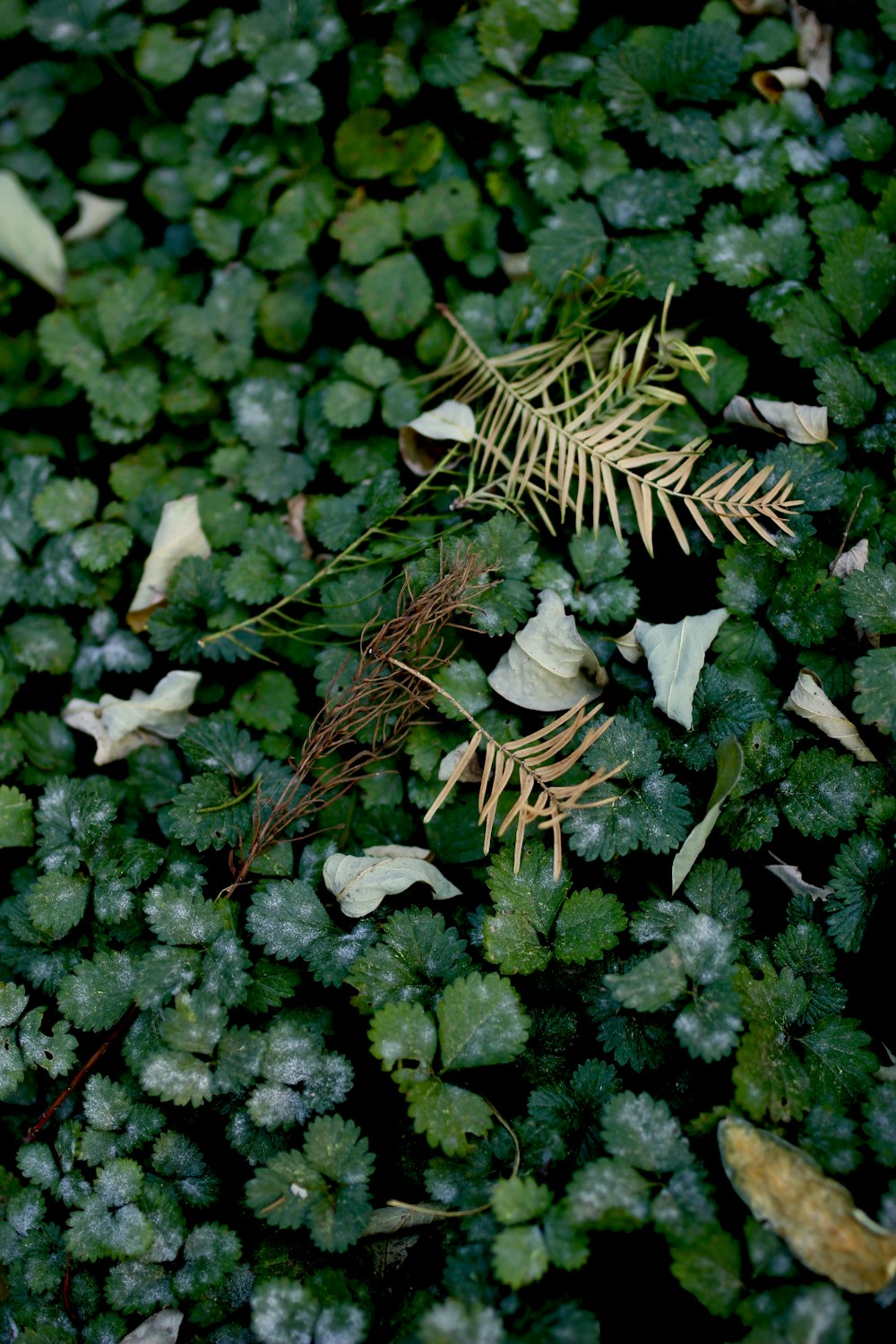 brown dried leaf on green leaves