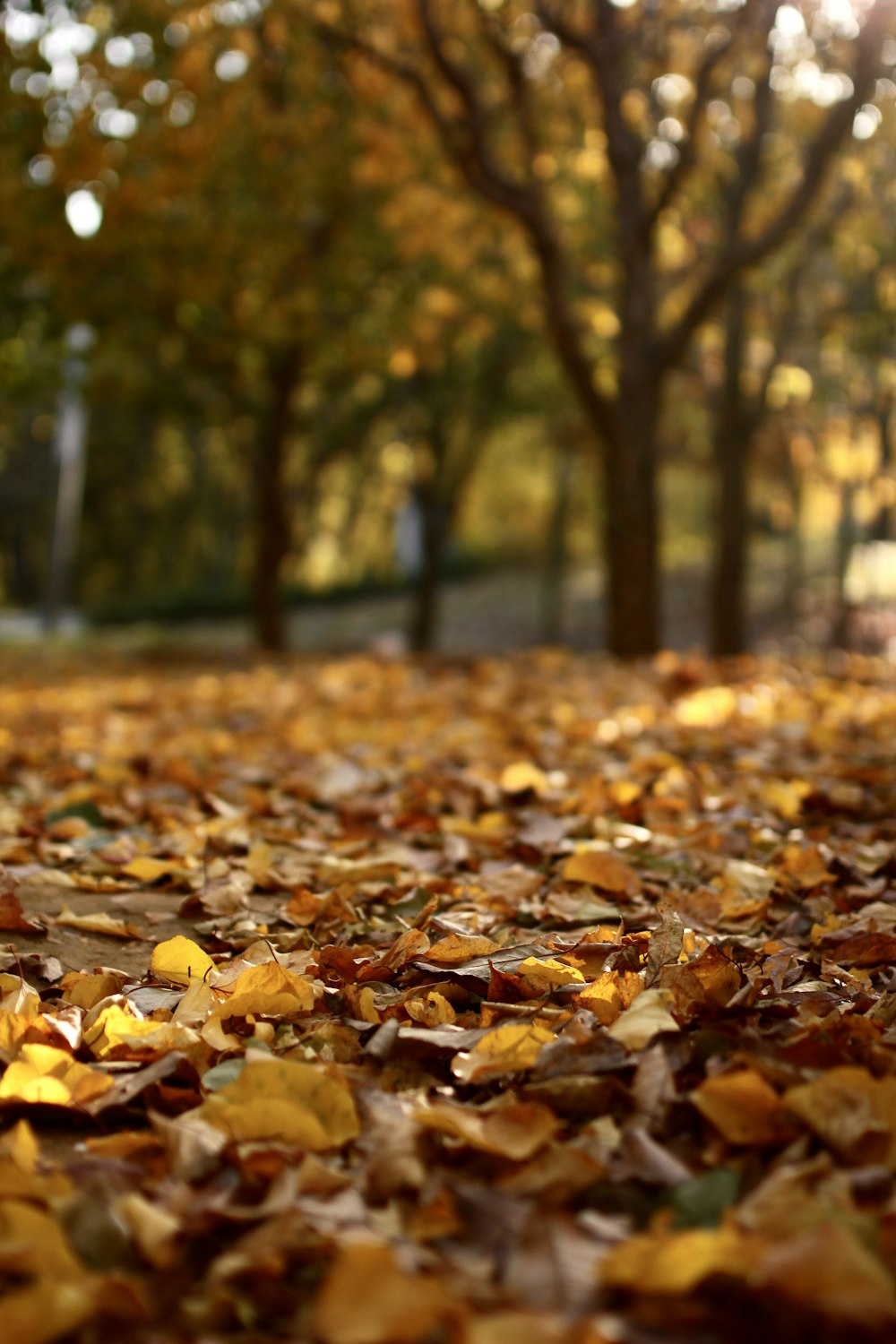 brown leaves on ground during daytime