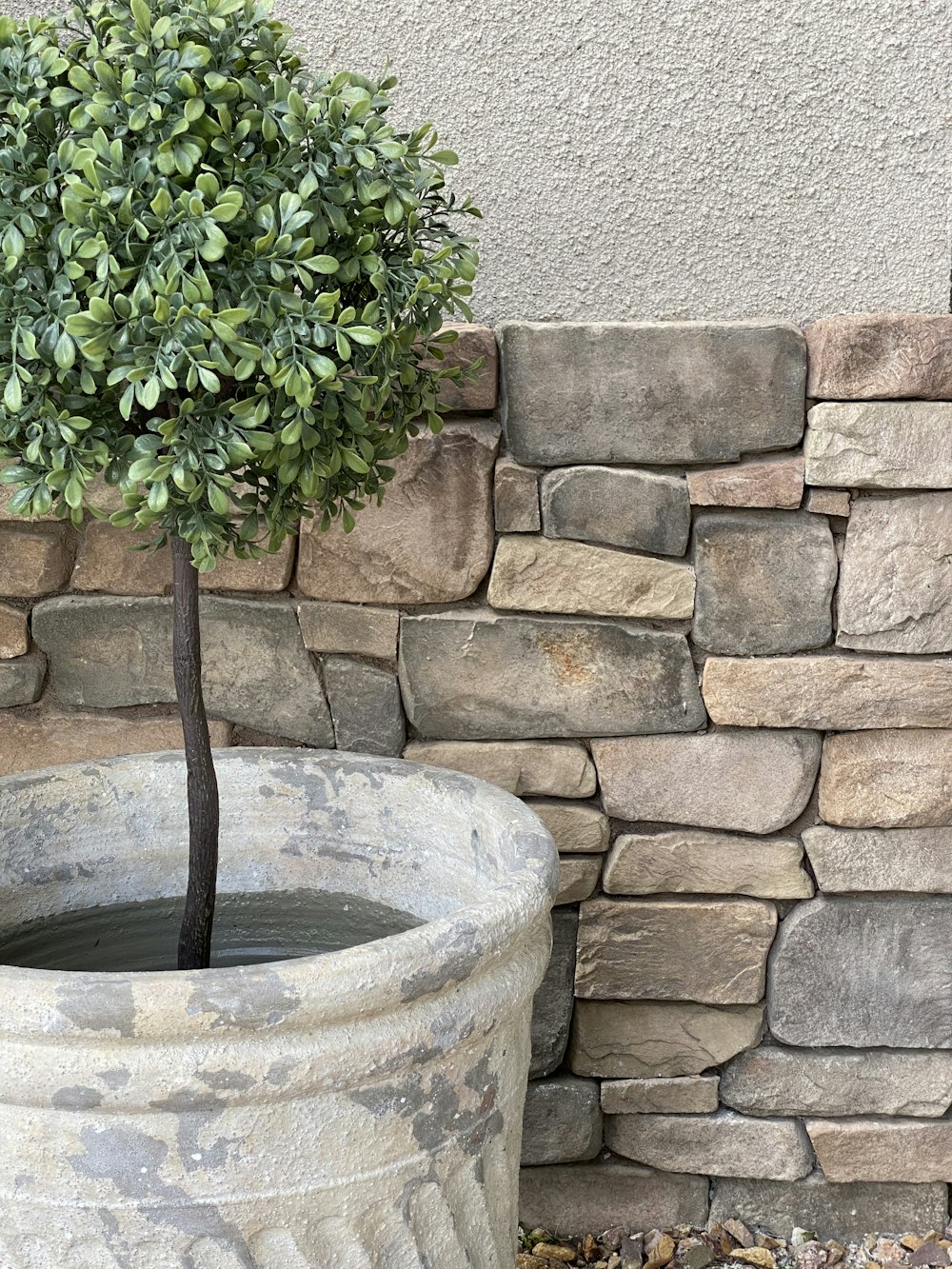 green plant on gray concrete pot