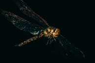 An intricate close-up of a dragonfly’s wings shimmering against a dark backdrop.