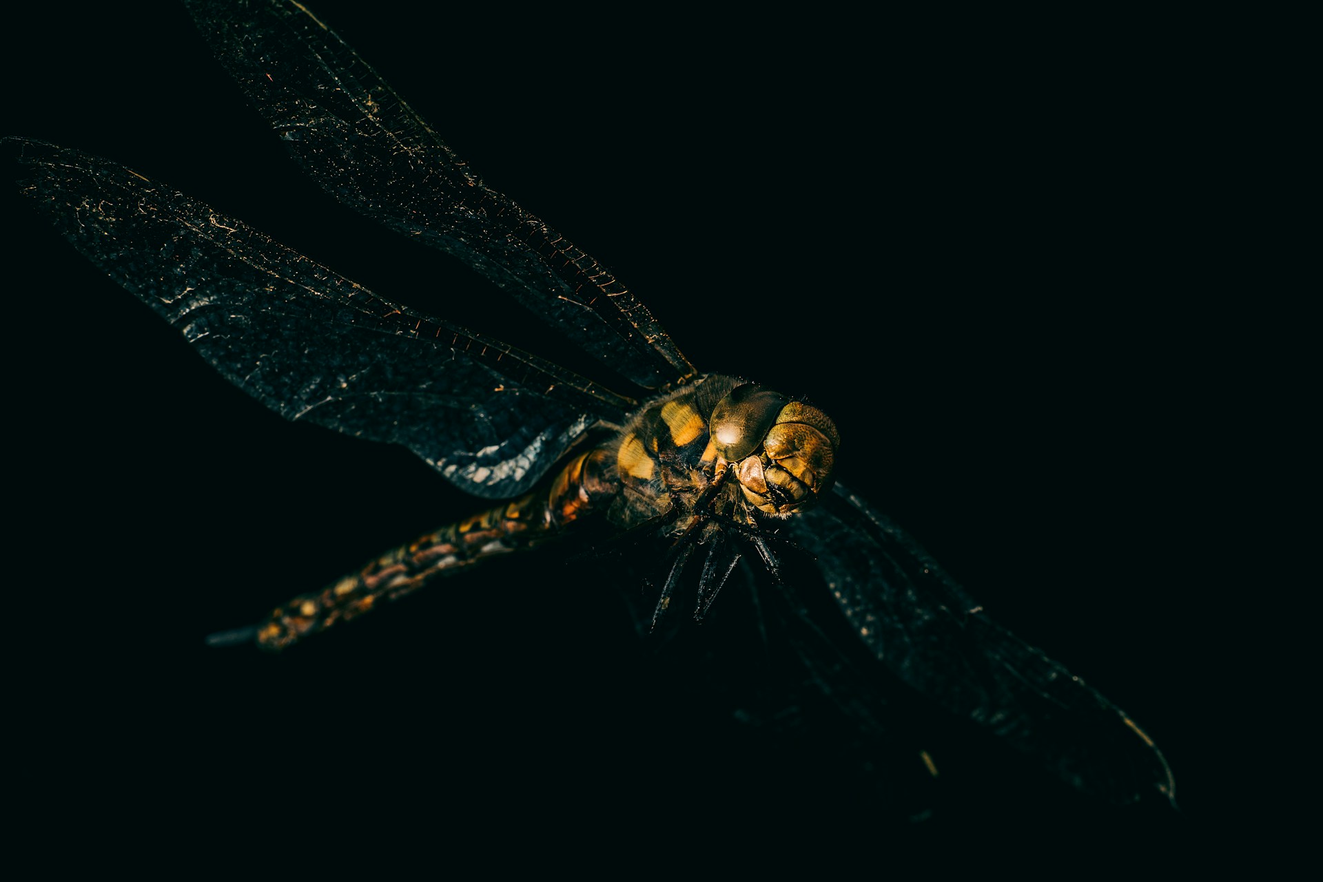 A delicate macro photograph capturing the intricate patterns on a dragonfly's wings.
