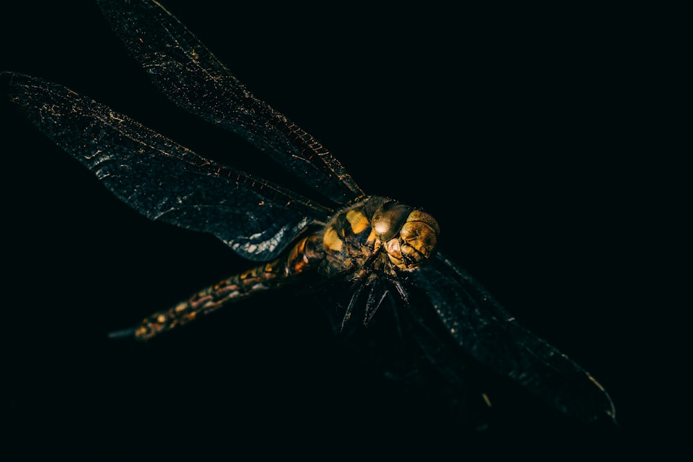 yellow and black dragonfly on black background