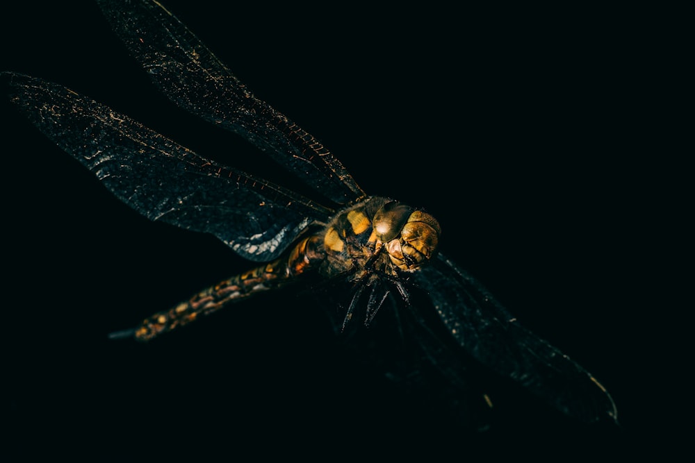 libellula gialla e nera su sfondo nero