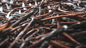 A close-up view of numerous dried vanilla beans intertwined in a chaotic pattern. The beans have a shiny, dark brown texture with hints of glossy highlights, indicating freshness and richness.