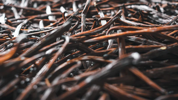 Close-up of ripe vanilla beans drying under the sun on a traditional farm in East Java.