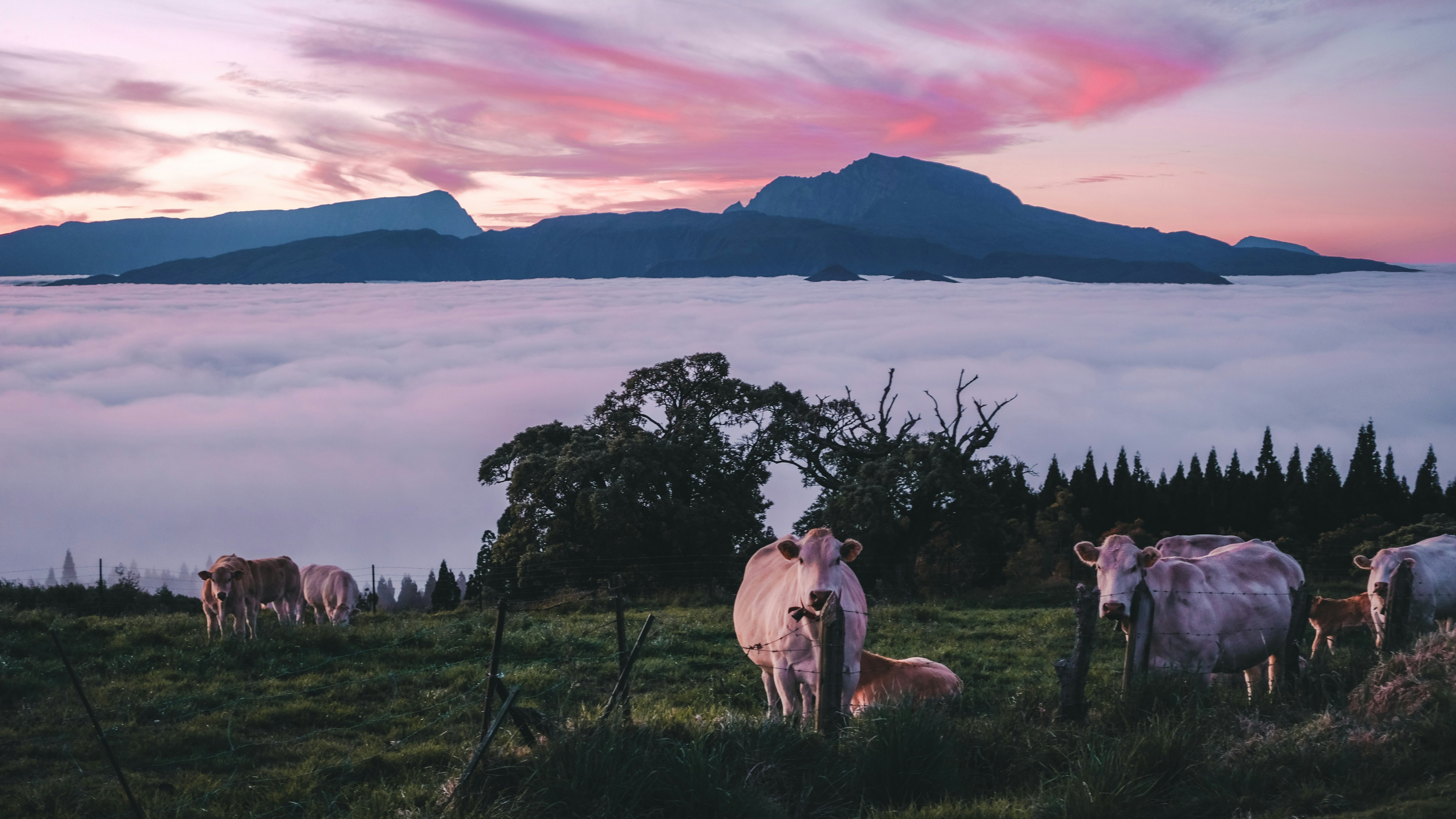 brown horse on green grass field near body of water during daytime