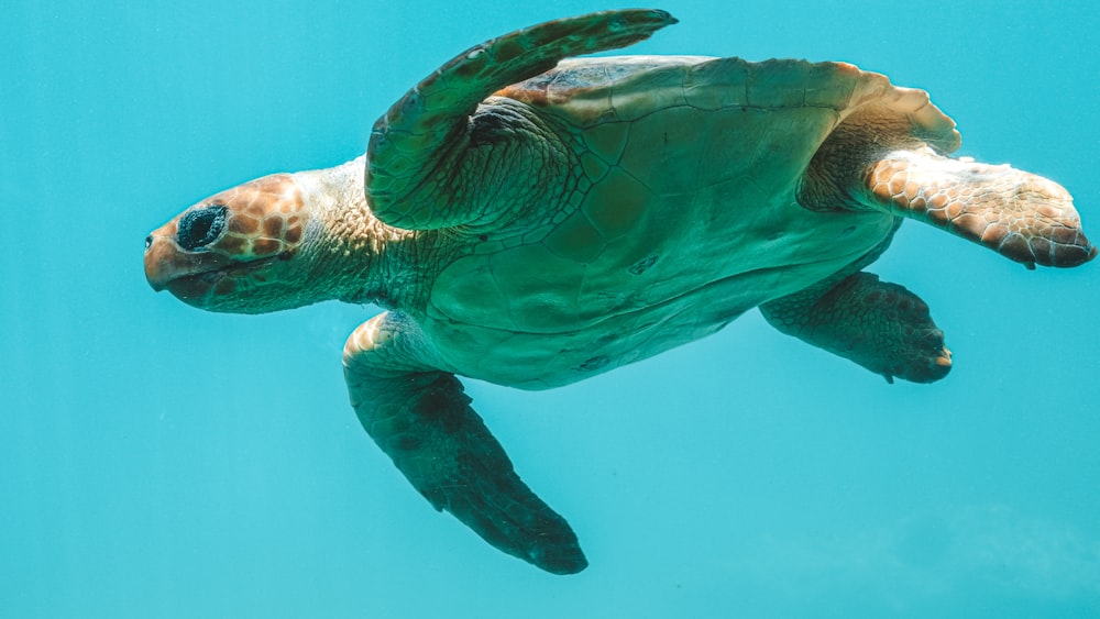 tortuga marina verde en el agua