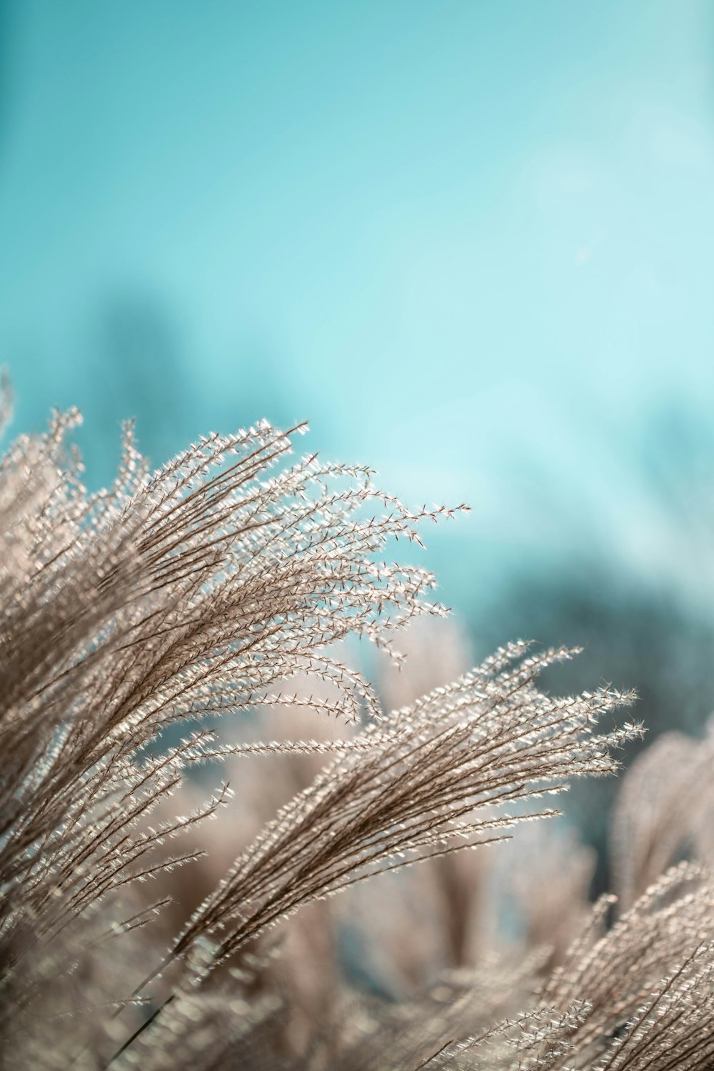 brown wheat in close up photography