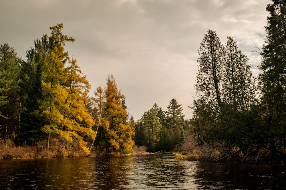 green trees beside river under cloudy sky during daytime