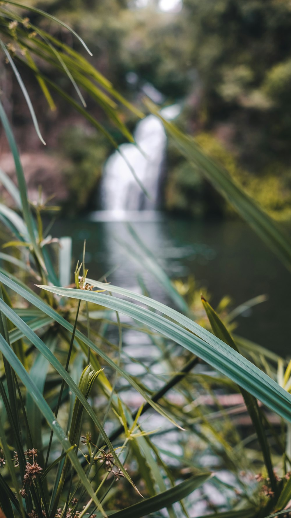 green grass near water falls during daytime