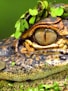 black and brown crocodile on green grass