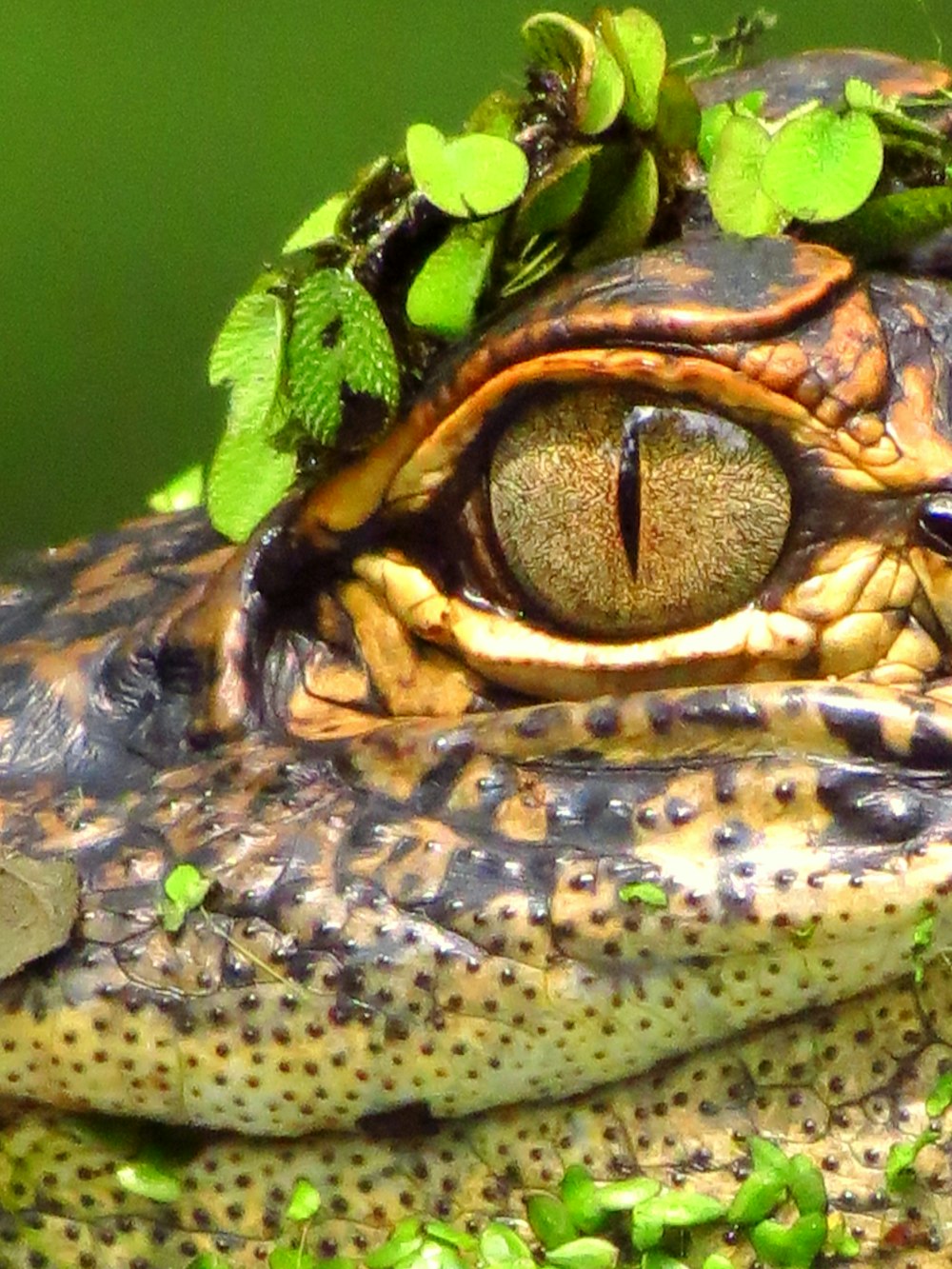 cocodrilo negro y marrón sobre hierba verde